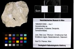 Foto (Objekt + Etiketten) von Goniodromites sp. 
